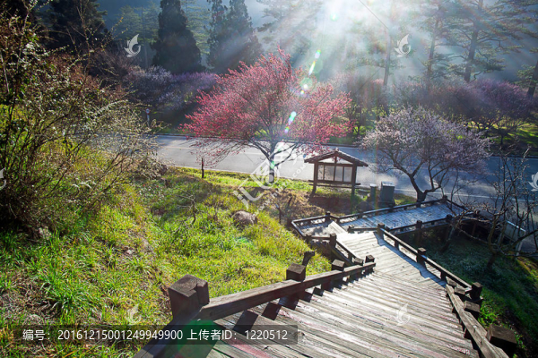 粉紅花開樹枝