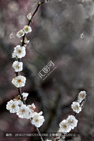 梅花開(kāi)枝
