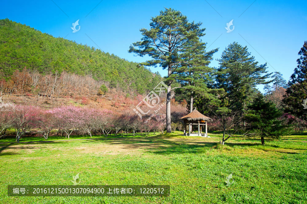 粉紅花開樹枝