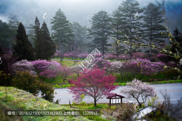 粉紅花開樹枝