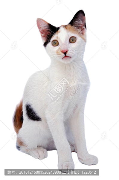 可愛的貓