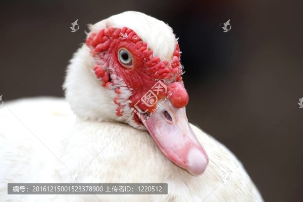番鴨