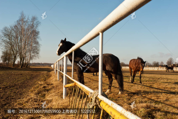 馬