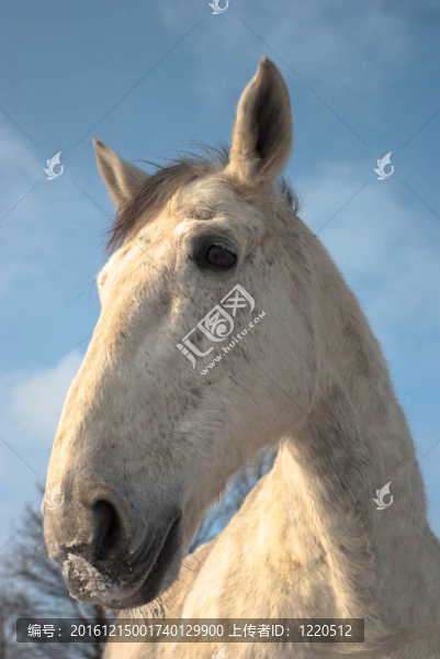 馬