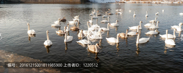 天鵝