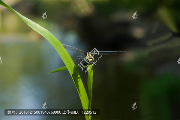 蜻蜓