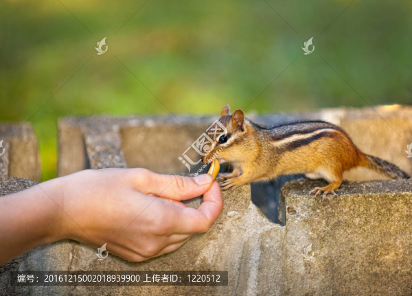 飼養(yǎng)野生動物