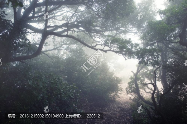 穿過森林的道路