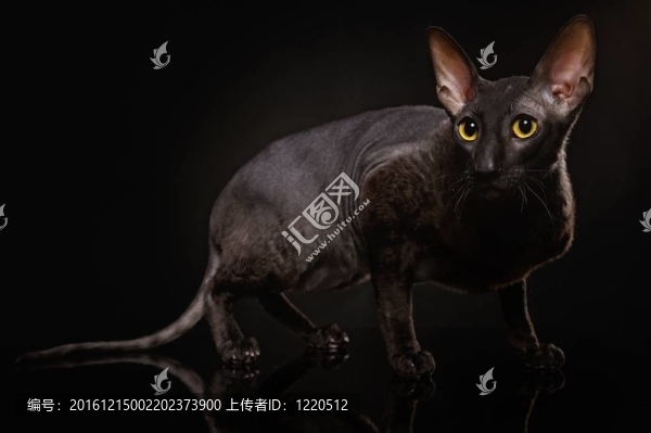 黑色的康沃爾雷克斯貓