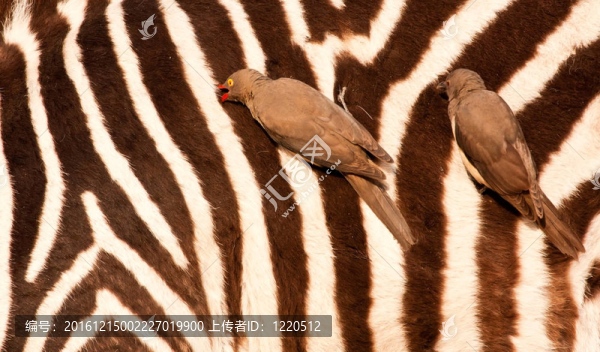 redbilled,oxpeckers斑馬身上