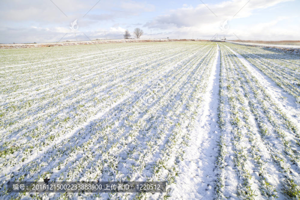 雪下田野。