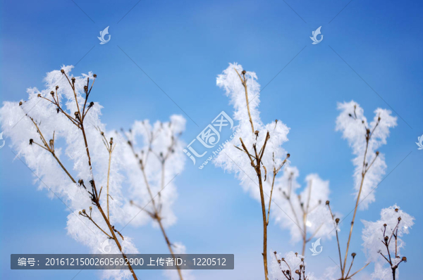 霜枝