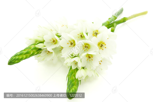兩個(gè)白色的花