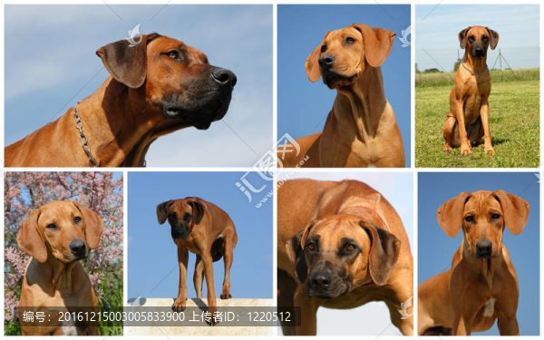 羅得西亞脊背犬