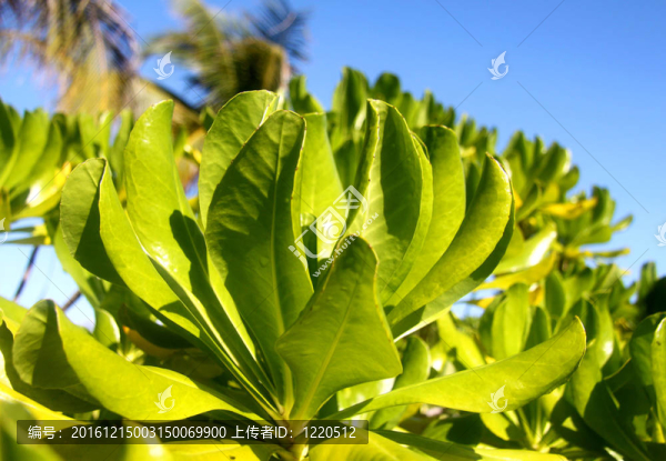 紅樹(shù)林