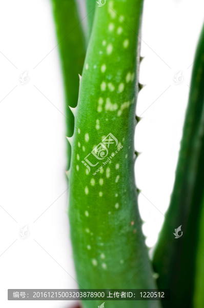 葉蘆薈