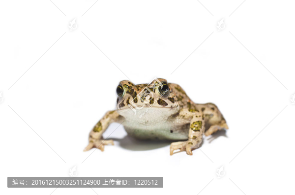 青蛙