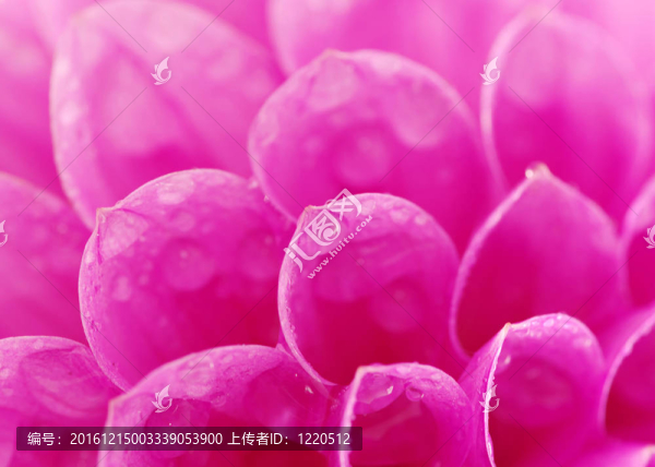 摘要花瓣
