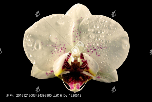 蘭花的水滴