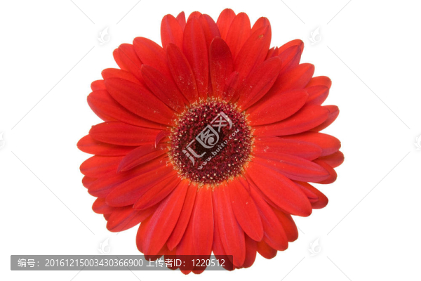 非洲菊離體在白色背景
