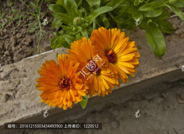 金盞花（菊科）