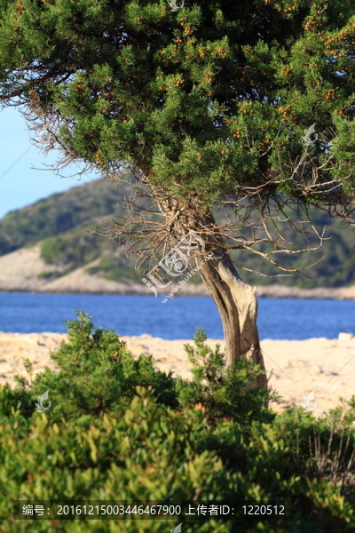 碧海上的綠松樹(shù)。