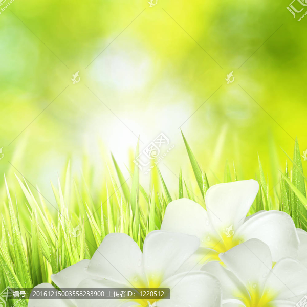 青草和白花；廣場(chǎng)構(gòu)成