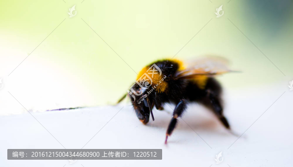 蜜蜂
