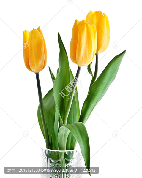 黃色的郁金香花束