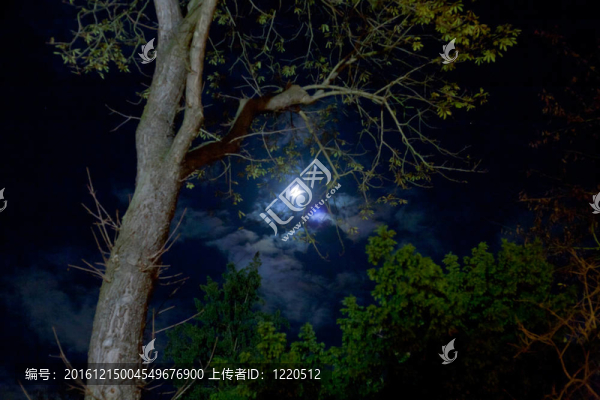 夜森林中的月亮