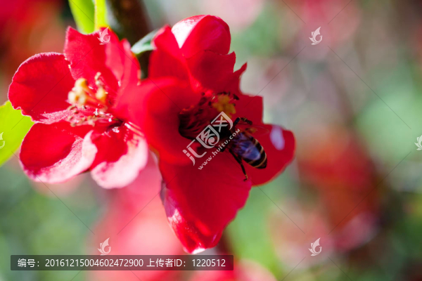 紅花上的蜜蜂