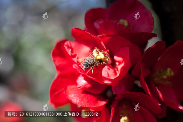 紅花上的蜜蜂