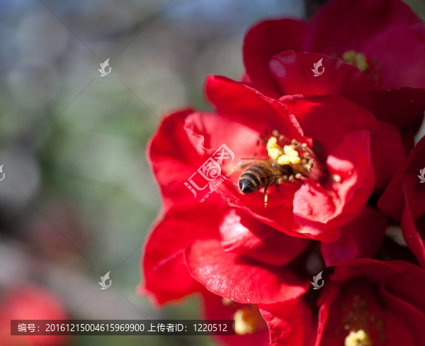 紅花上的蜜蜂