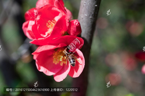 紅花上的蜜蜂
