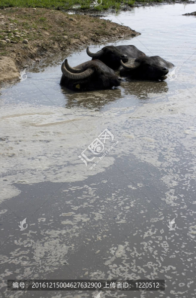 在泥濘的水牛