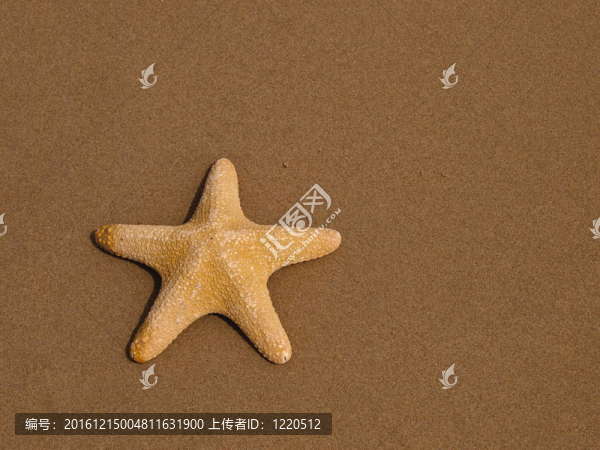 海星