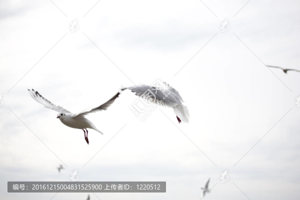 海鷗