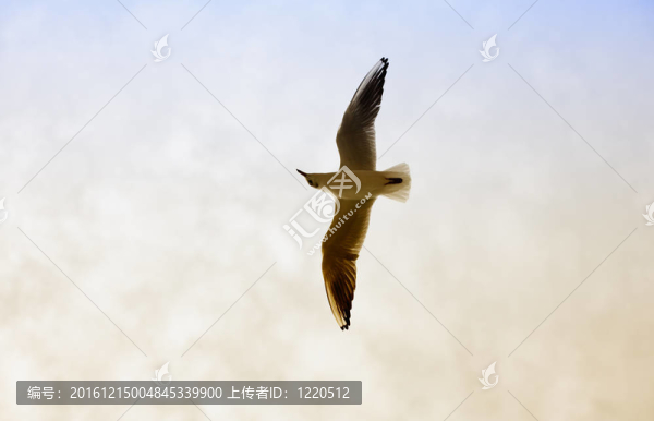 海鷗
