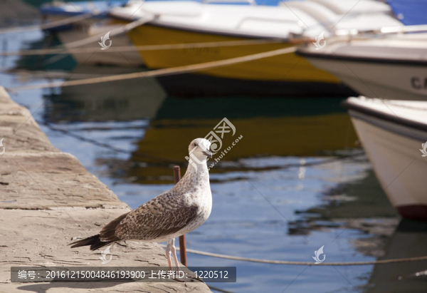 海鷗