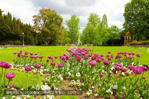 美麗的春天公園