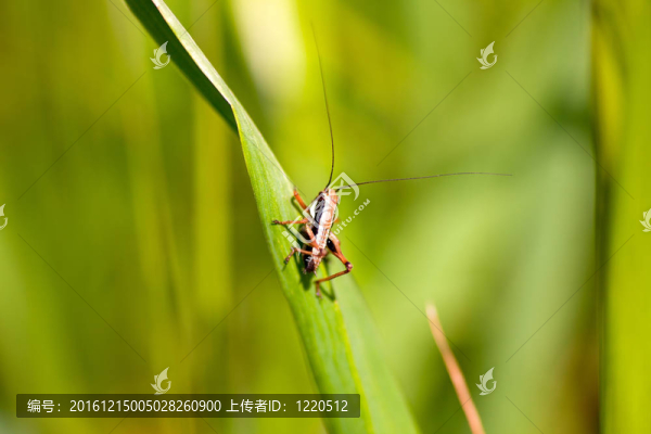 蚱蜢在葉
