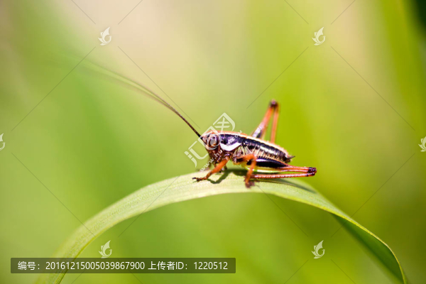 蚱蜢在葉