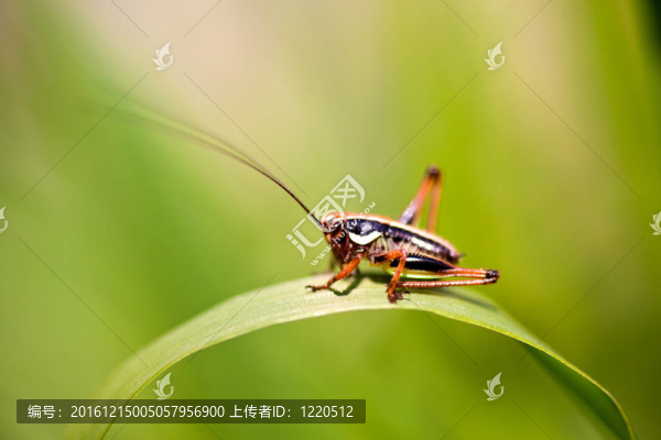 蚱蜢在葉