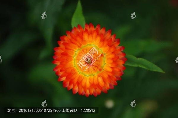 適用于干燥蠟菊花朵