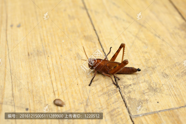 蚱蜢