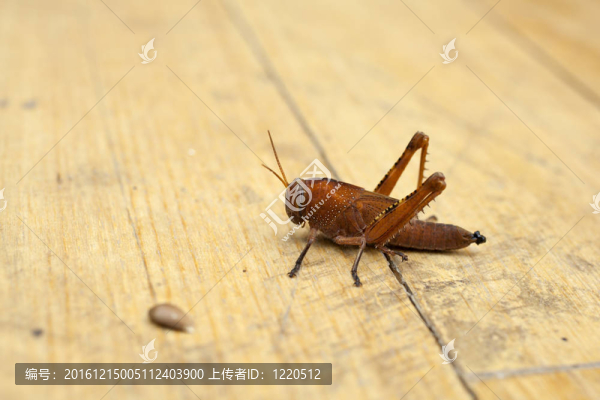 蚱蜢