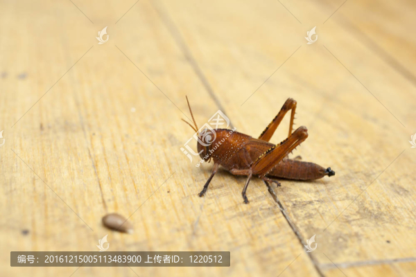 蚱蜢