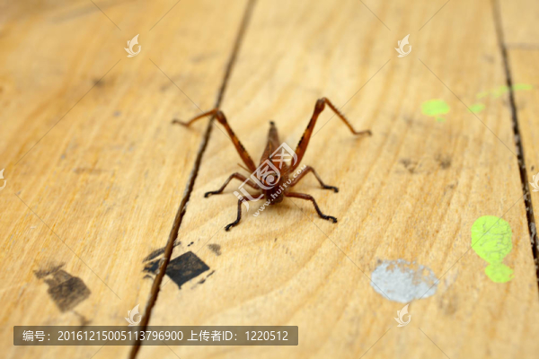 蚱蜢
