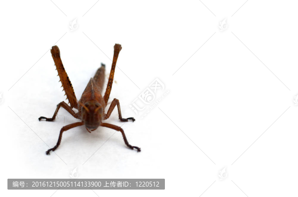 蚱蜢