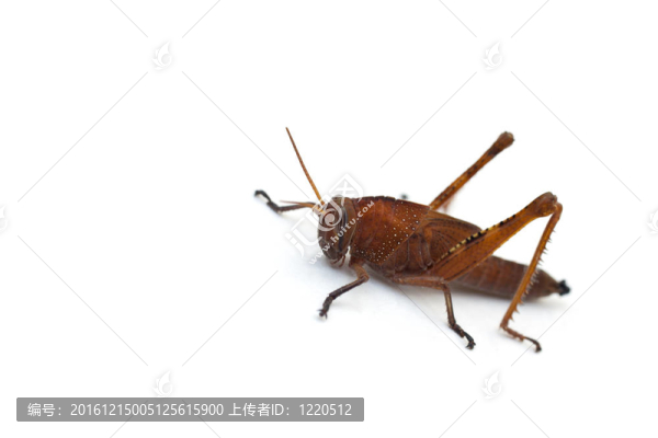 蚱蜢